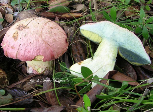 boleto regius ?